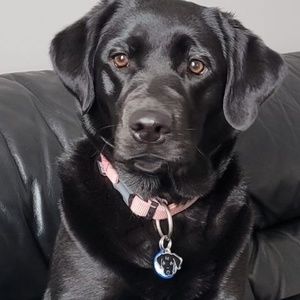 Meet your Posher, Irving